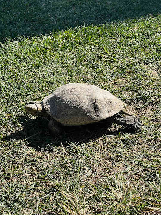 Sonstiges ROBINSON SARIGERME PARK