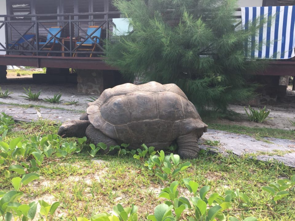 Riesenschildkröte Hotel New Emerald Cove