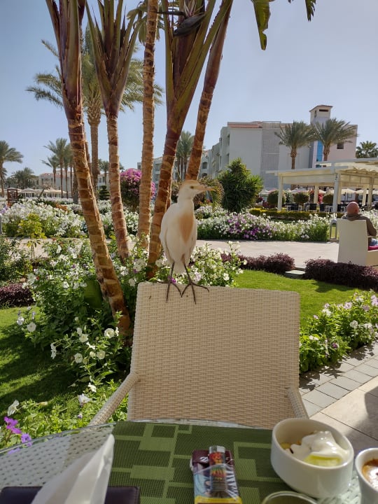 Sonstiges Pickalbatros Dana Beach Resort - Hurghada