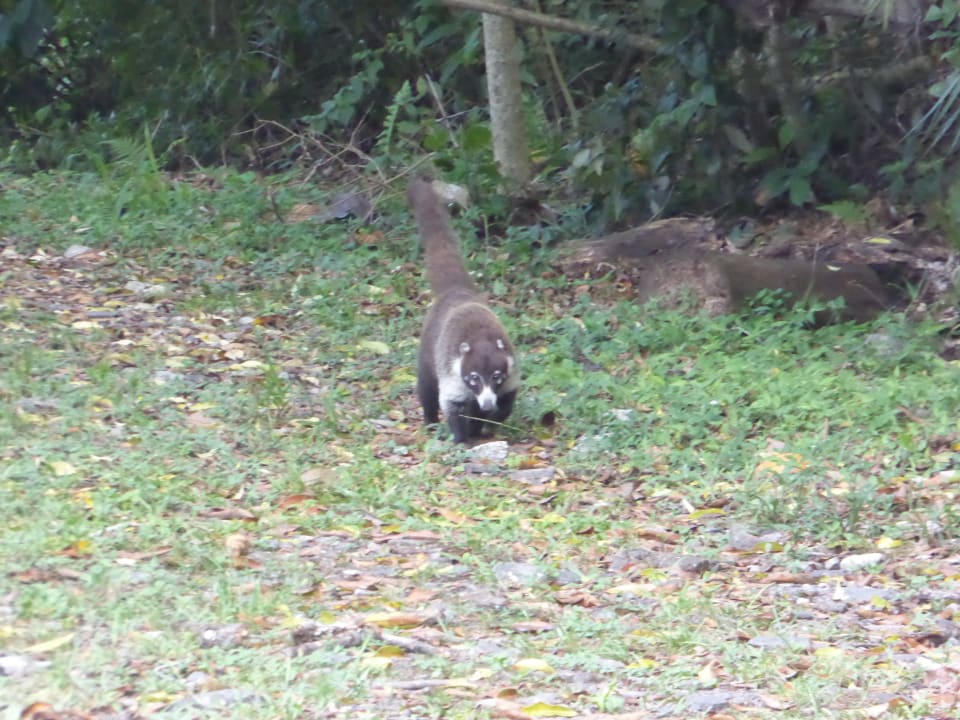 Gartenanlage Hotel Montana Monteverde
