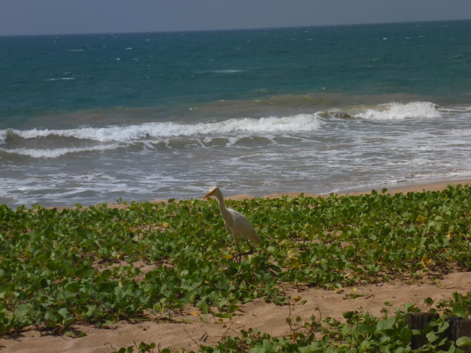 Strand Pandanus Beach Resort & Spa