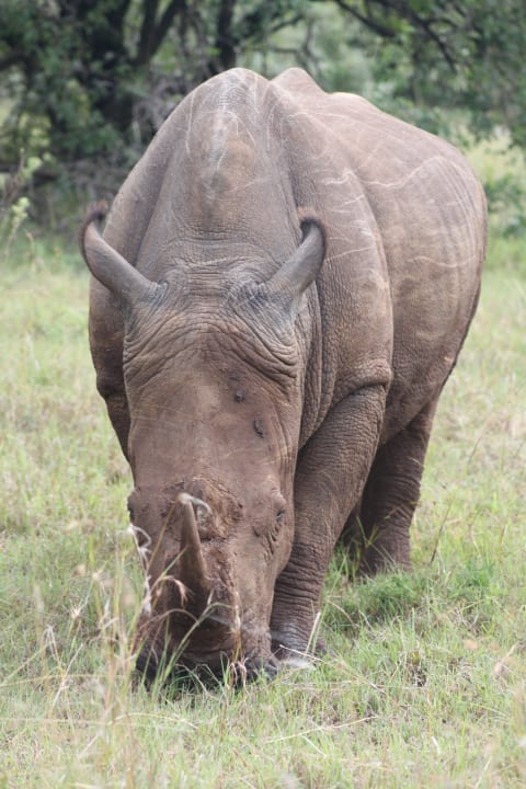 Nashorn  David Livingstone Safari Lodge