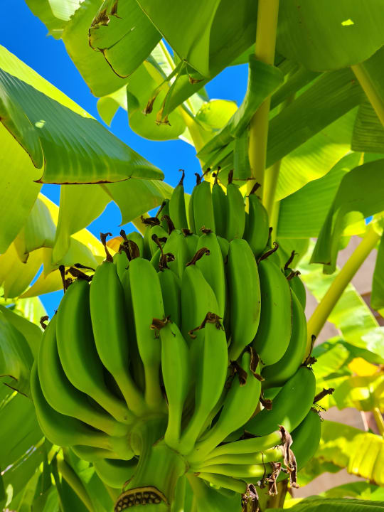 Gartenanlage Blue Waters Club