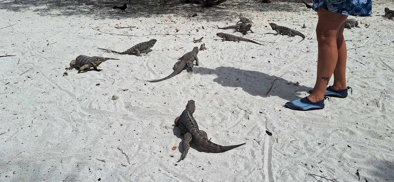 Sonstiges Blau varadero - Adults only