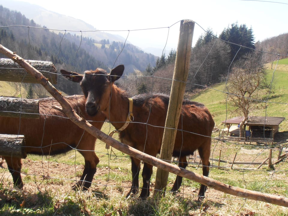Ziegen Ferienwohnungen Milchmattenhof