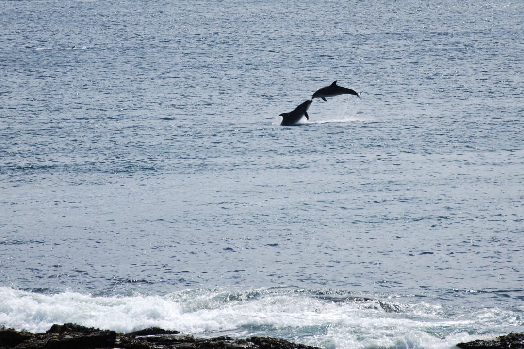 Watch the Dolphins in Dooagh Bay Bed and Breakfast Teach Cruachan