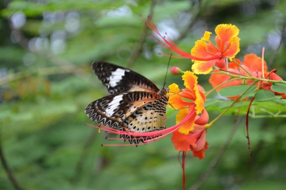 Überall findet man schöne Schmetterlinge The Fair House Beach Resort