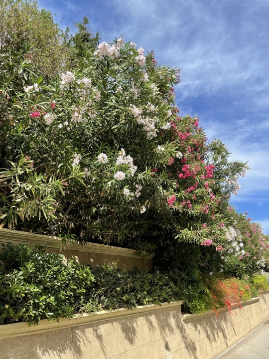 Gartenanlage Hotel Kalithea Horizon Royal