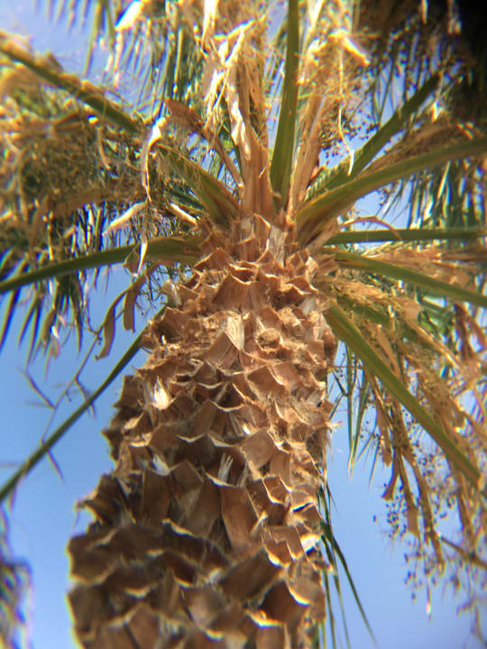 Gartenanlage Esperides Beach Resort