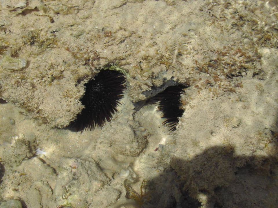 Seeigelchen Makadi Palace