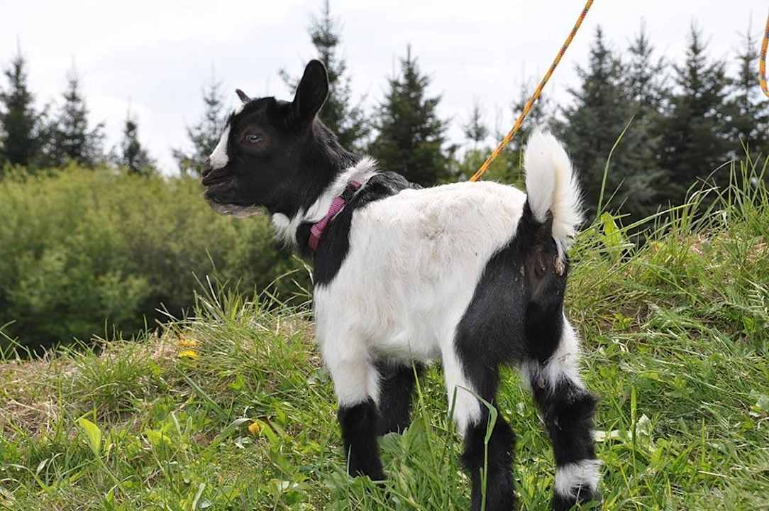 Arkadenhof Arkadenhof Familie Flasch