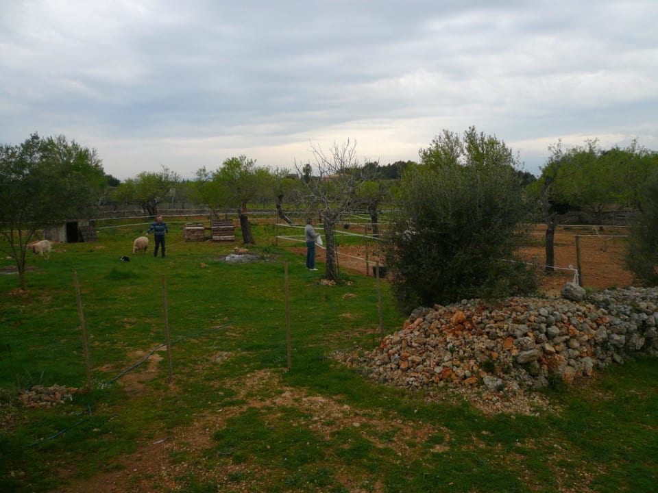 Größe : 18000 qm2 Finca Frederica