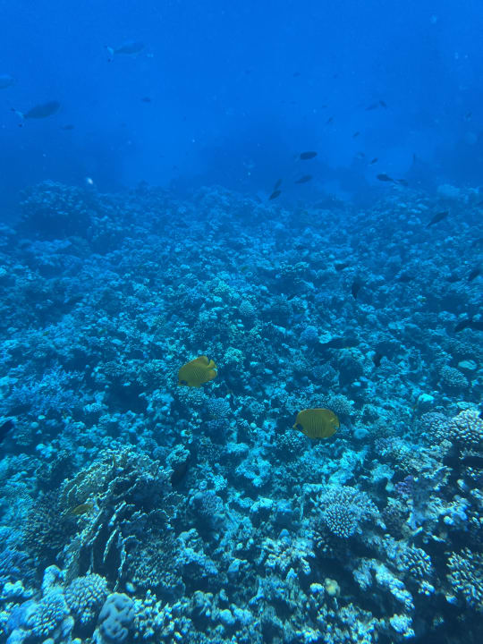 Strand Makadi Spa - Adults only