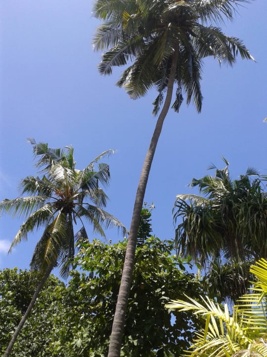 Garten Wasserbungalow Adaaran Select Meedhupparu Island Resort - Premium All Inclusive