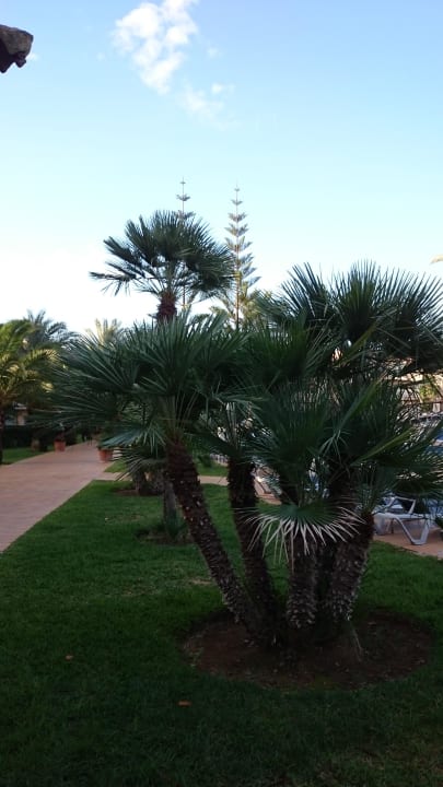 Garten Zafiro Can Picafort