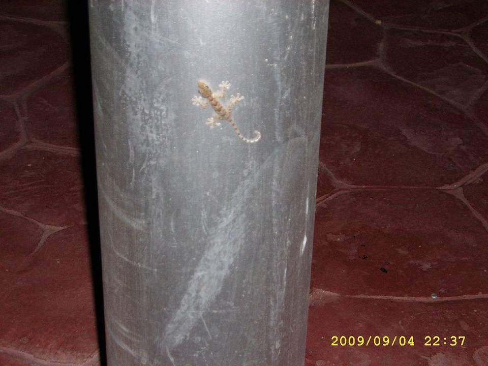 Gecko Pickalbatros Alf Leila Wa Leila Resort - Neverland Hurghada