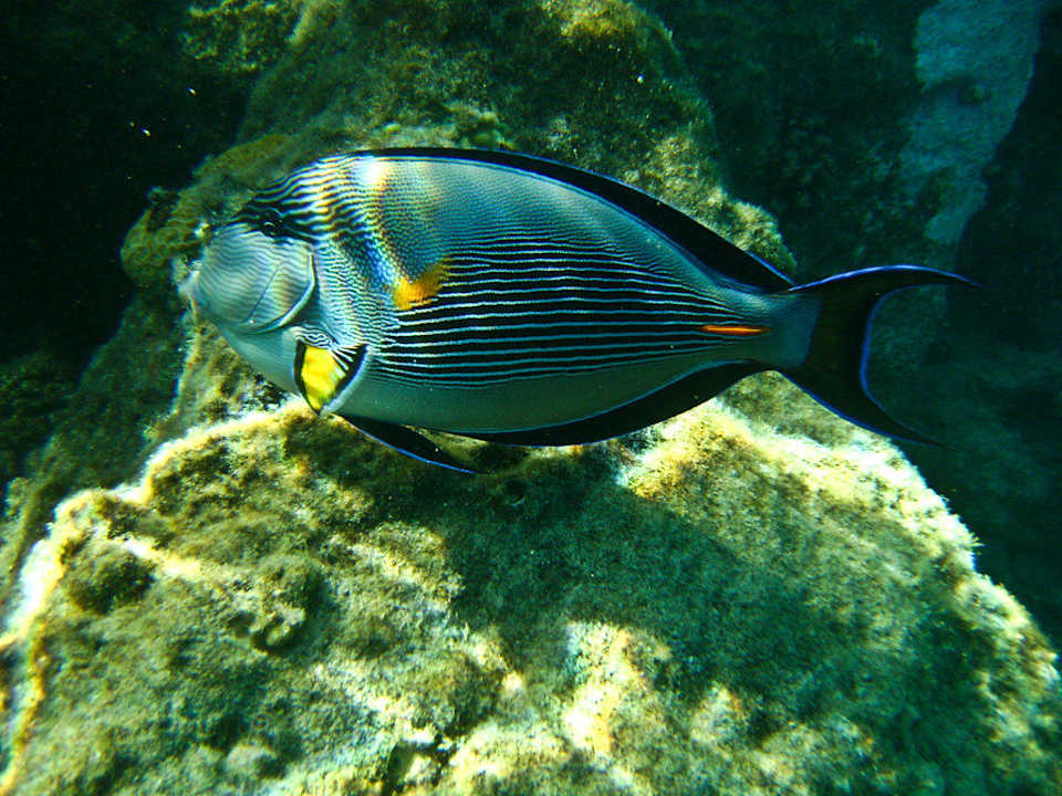 Doktorfisch Arabia Azur Resort
