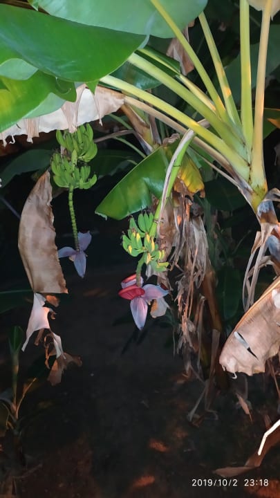 Gartenanlage Gardenia Hotel