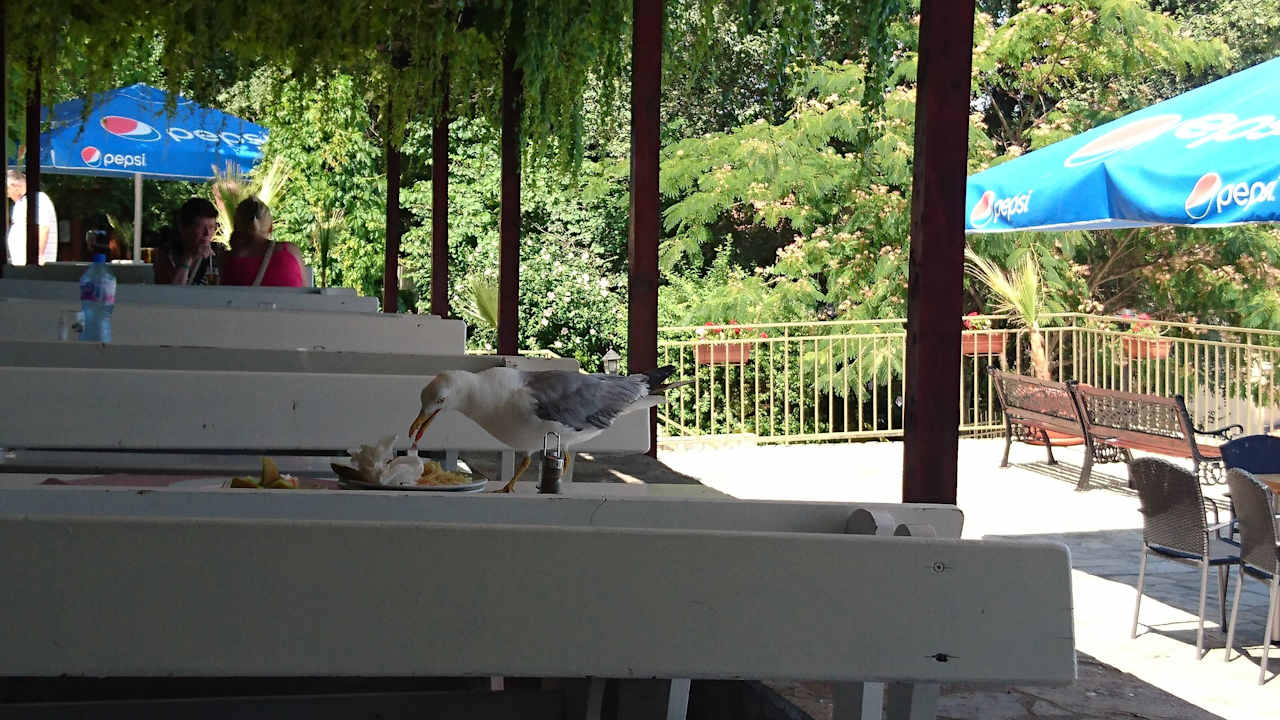 Moeven essen direkt vom Tisch  Vemara Beach