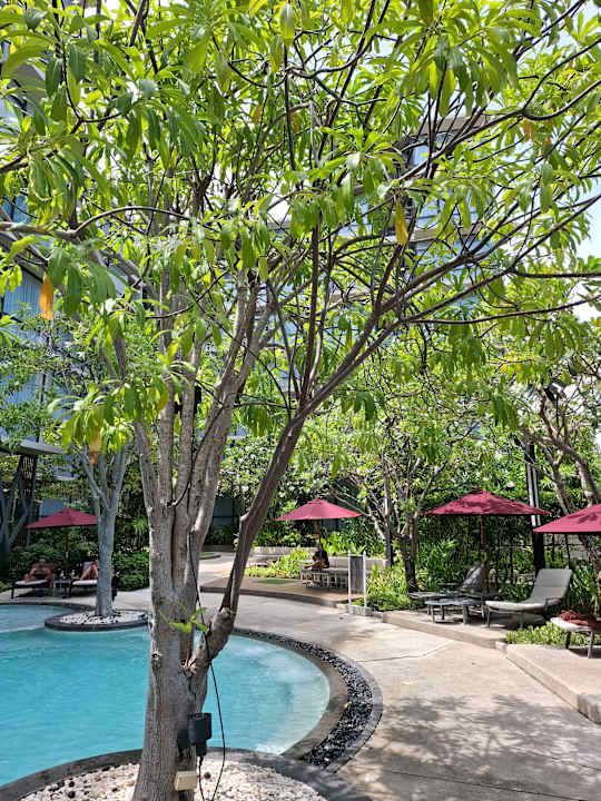 Pool Altera Hotel and Residence