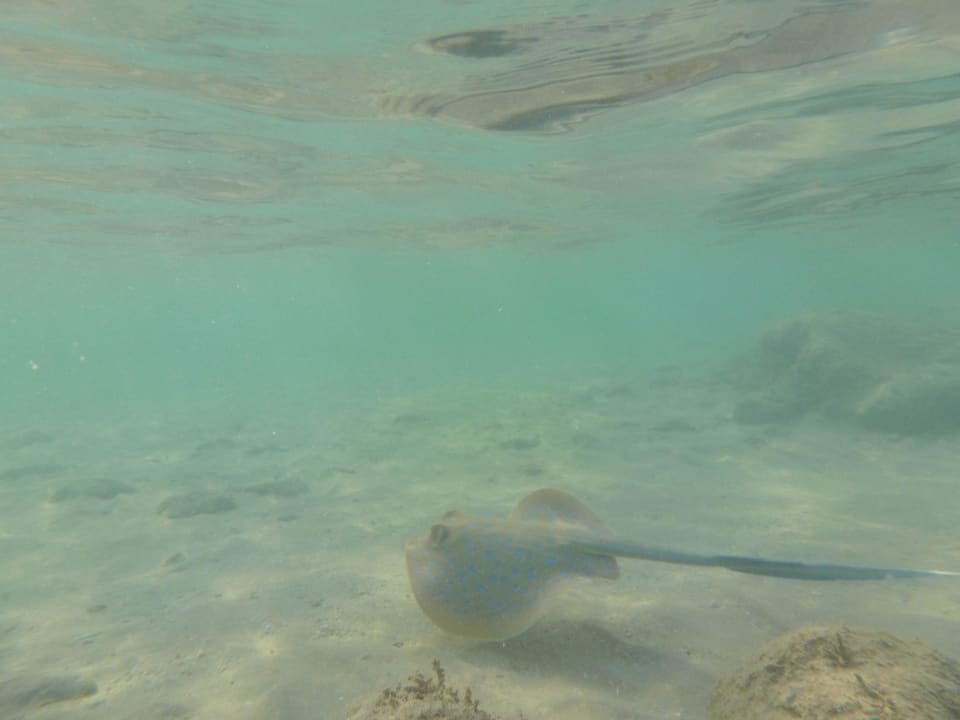 Blaupunktrochen auf der Sandbank Pickalbatros Dana Beach Resort - Hurghada