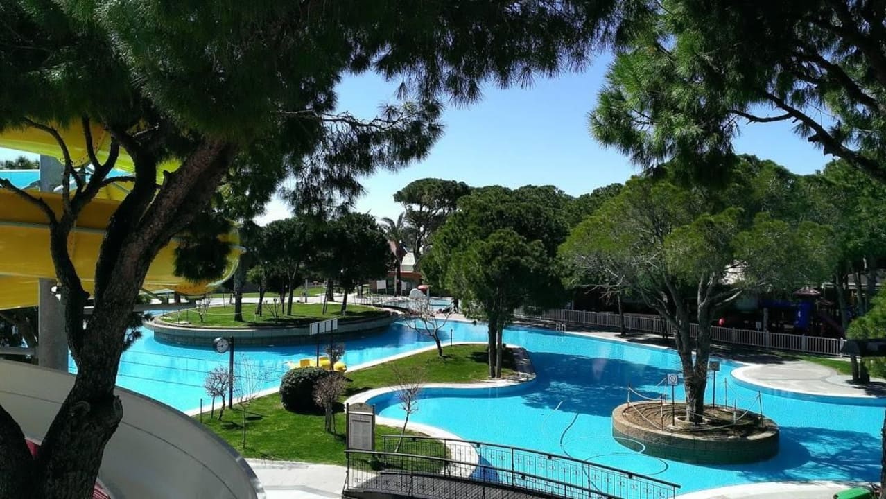 Traumhaft Papillon Ayscha