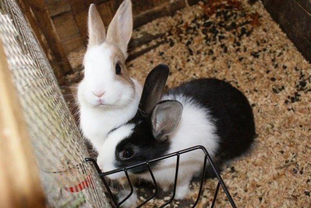 Jana´s Hasen Unterdacheben /Apartments/Bauernhof