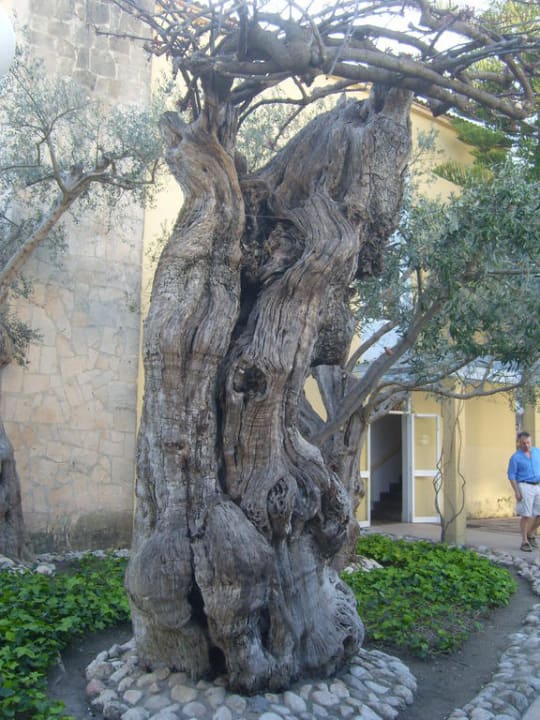 Alter Olivenbaum Alcudia Garden Aparthotel