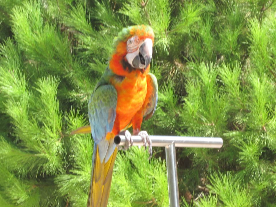 Papageienshow am Pool incl. gratis-Fotos IC Hotels Green Palace