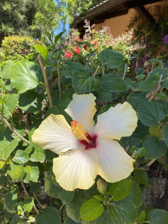 Gartenanlage BV Borgo del Principe