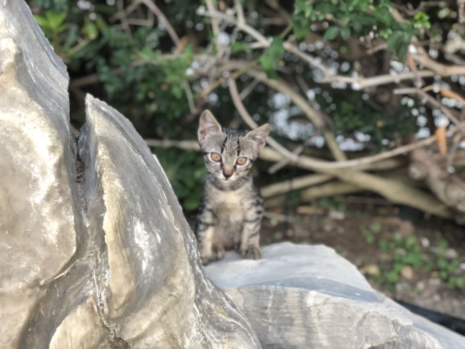 Gartenanlage Paralos Irini Mare