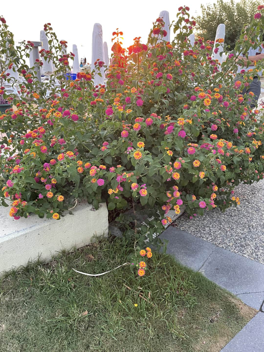 Gartenanlage Trendy Side Beach Hotel - Adults only