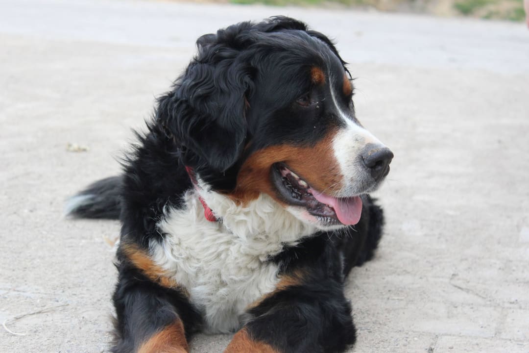 Hofhund Ally Ferienhof Grieshof