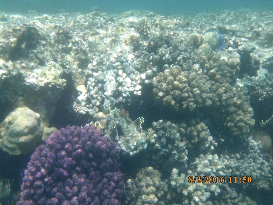 Farbenpracht Jaz Makadi Oasis Resort