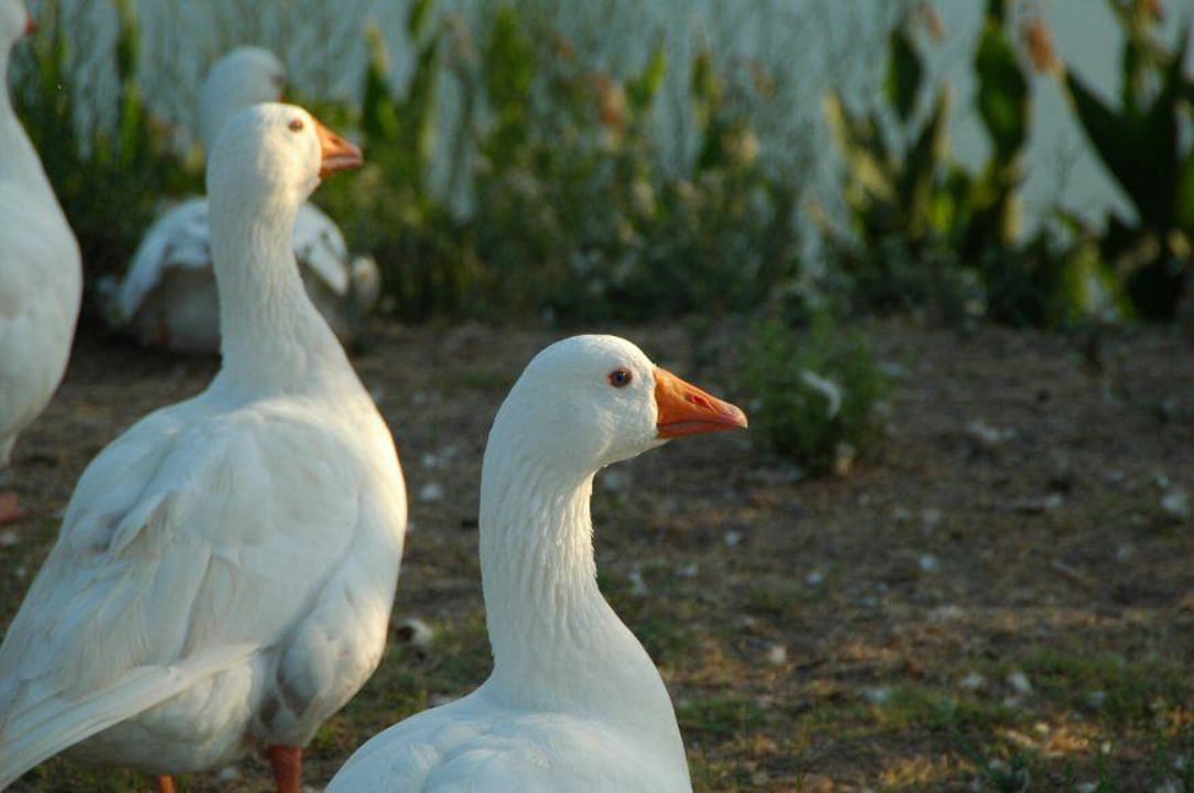 Gänse Selectum Family Resort Side