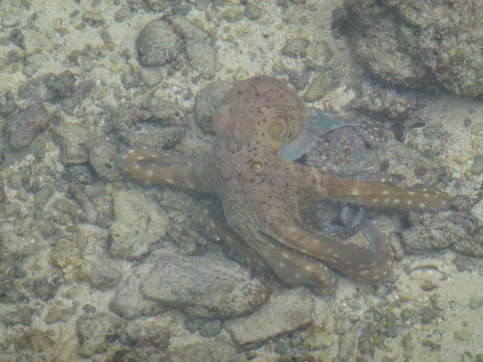 Tägliche Gäste - Octupus Sheraton Maldives Full Moon Resort & Spa