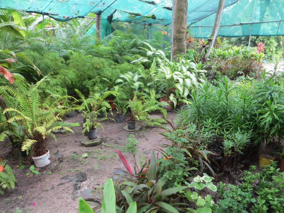 Die Hotel eigene Gärtnerei mit Pflanzenzucht Adaaran Select Hudhuran Fushi - Premium All Inclusive