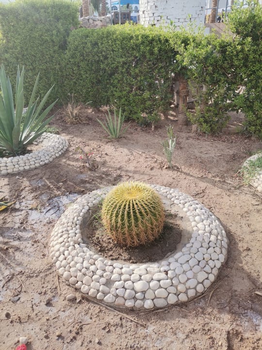 Gartenanlage Shams Safaga Resort