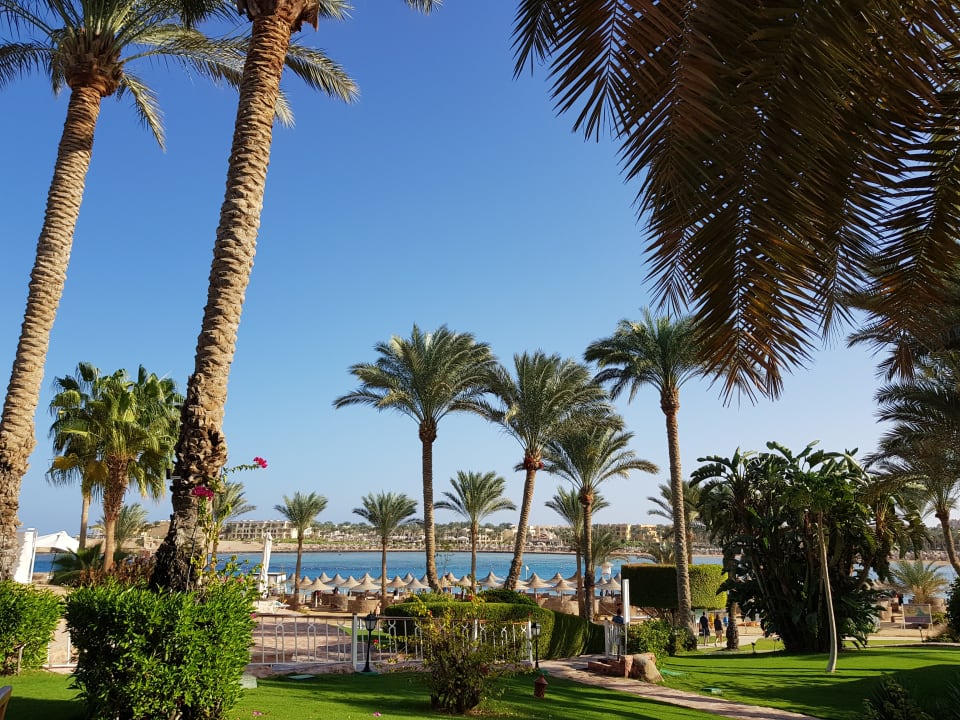 Gartenanlage Steigenberger Coraya Beach - Adults only