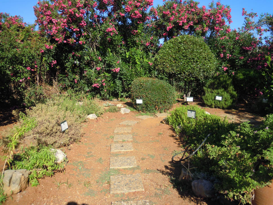 Kräutergarten Phãea Cretan Malia