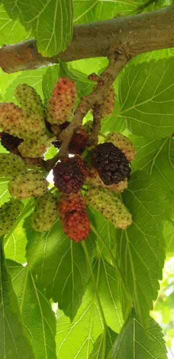 Gartenanlage Aydinbey Kings Palace & Spa