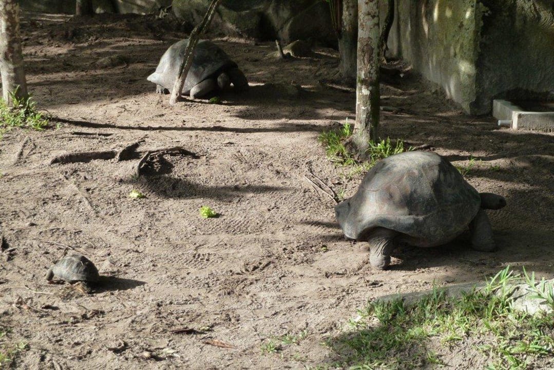 Riesenschildkröten im Garten Constance Ephelia