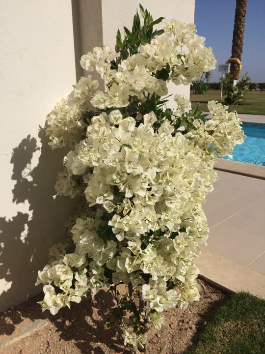 Gartenanlage Jaz Aquaviva