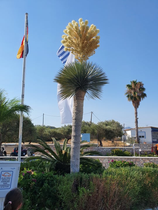 Gartenanlage Atlantica Mikri Poli Rhodes