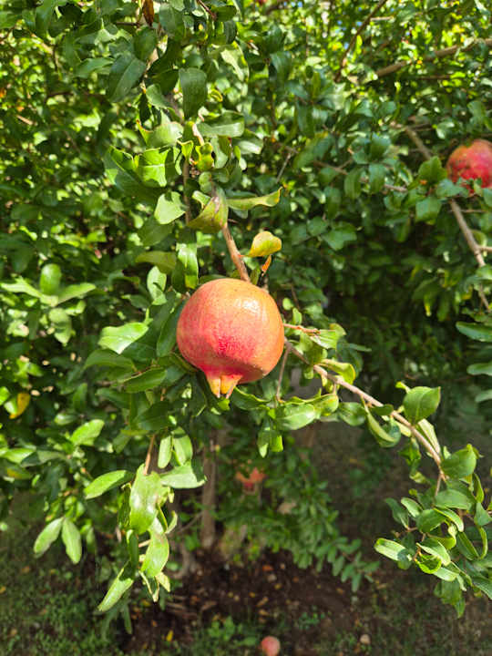 Gartenanlage Paloma Oceana