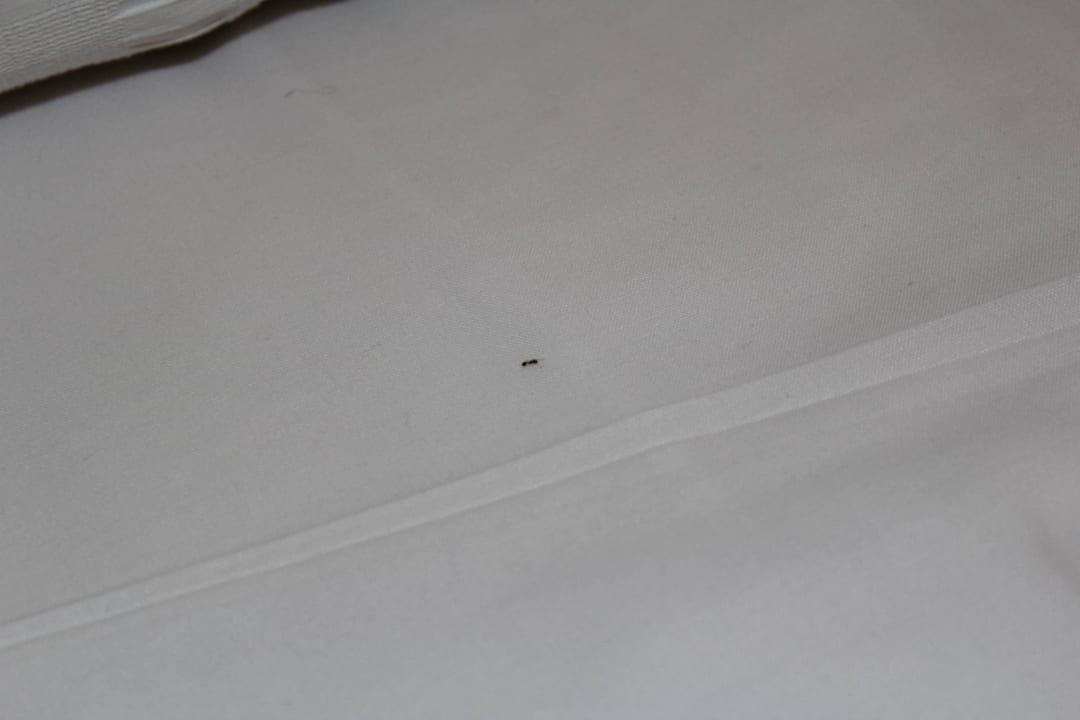 Ameisen im Bett Titanic Beach Spa & Aqua Park