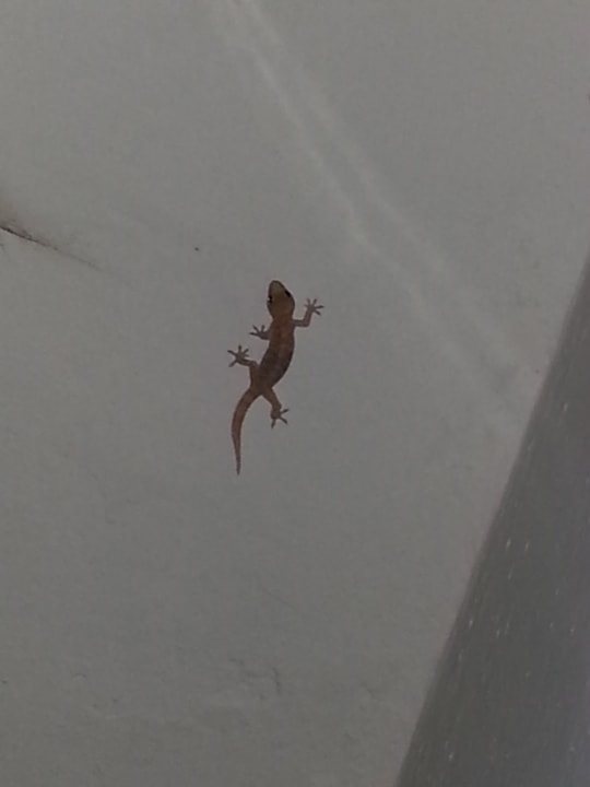 Mitbewohner HARPIN Georgioupolis Resort Aquapark & SPA