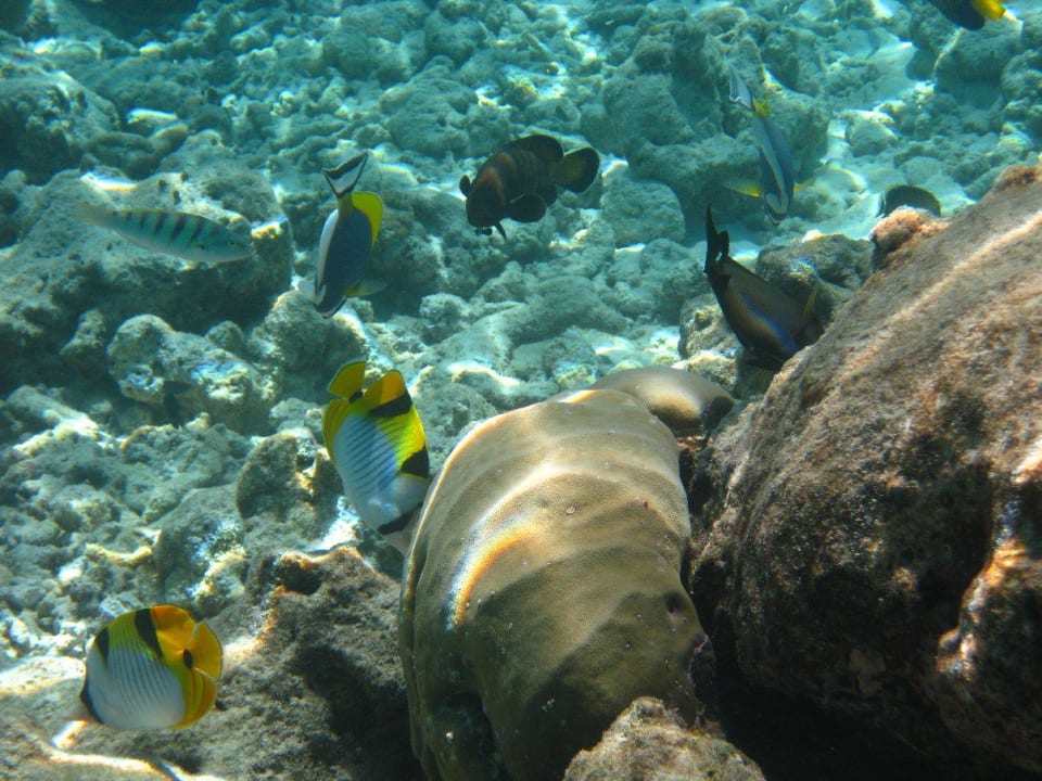 Unterwasserwelt am Hausriff NH Collection Maldives Reethi Resort