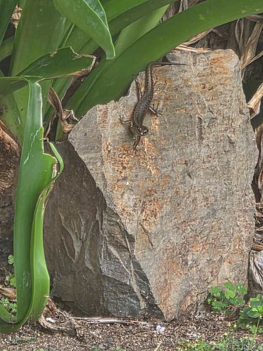 Gartenanlage Daydream Island Resort and Spa