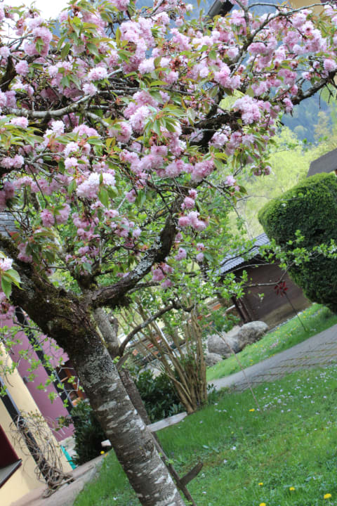 Gartenanlage Die Lilie - Hotel Garni